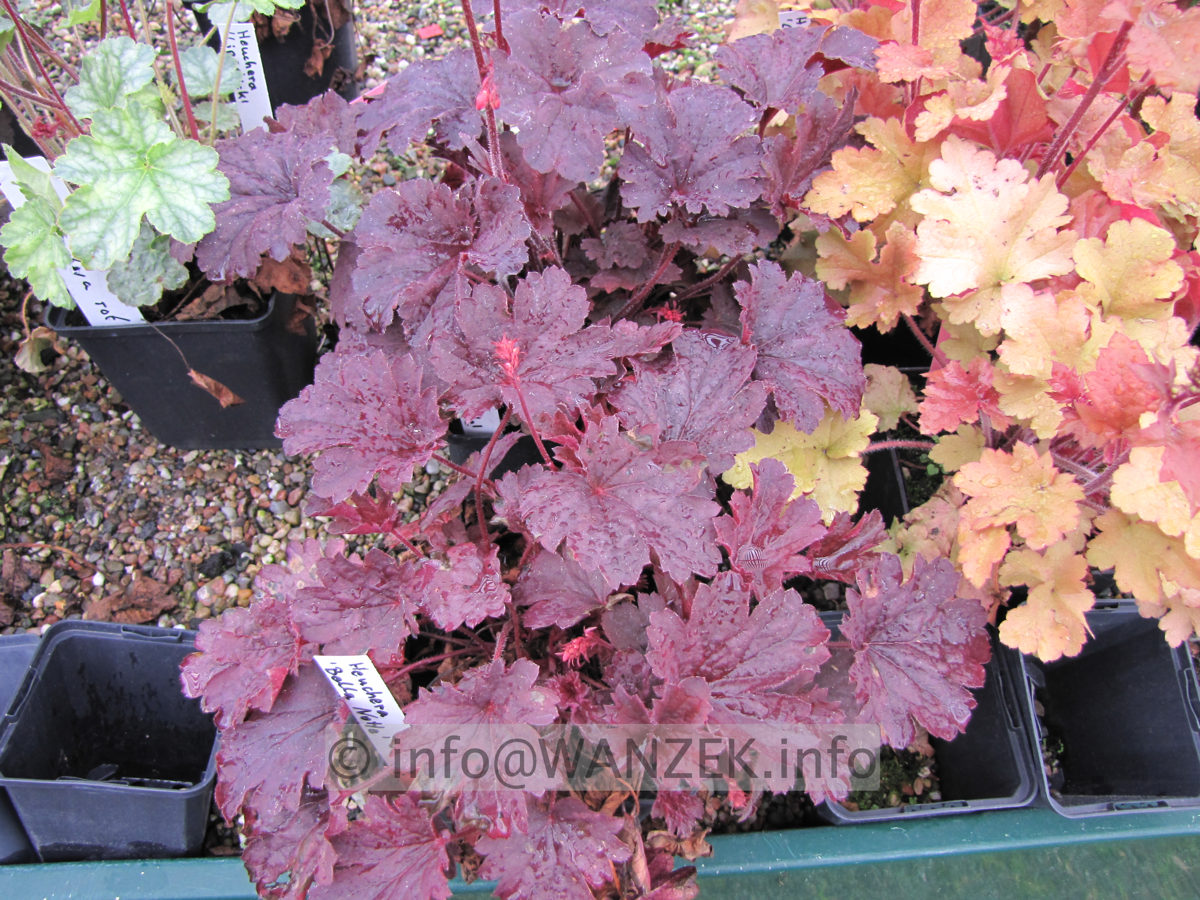 Heuchera Hybride Bella Notte Austrieb.JPG
